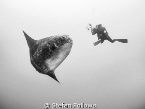 Suspension. Southern Ocean Sunfish - Mola ramsayi. Gilli ... by Stefan Follows 